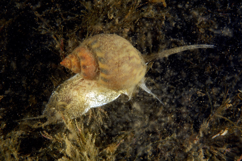 Prosobranco Mar Piccolo